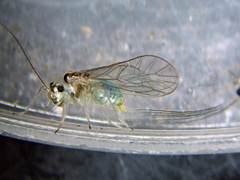 Stenopsocus immaculatus