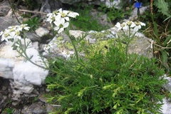 Achillea atrata