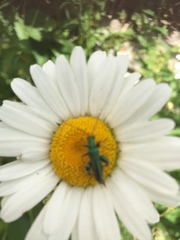 Oedemera nobilis