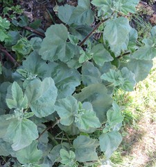 Malva × clementii