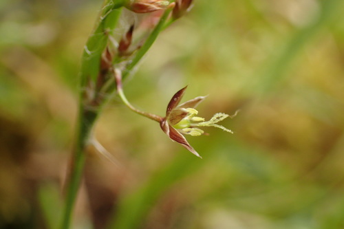 Luzula plumosa iNat (1)