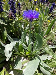 Centaurea fuscomarginata
