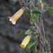 Orange Bell-Climber - Photo (c) Chris Clarke, some rights reserved (CC BY-NC), uploaded by Chris Clarke