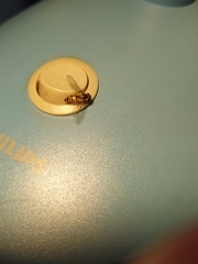 Episyrphus balteatus