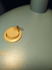 Episyrphus balteatus