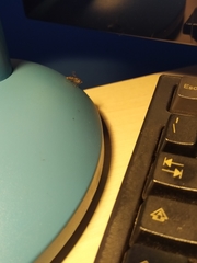 Episyrphus balteatus