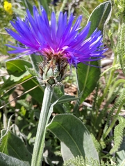 Centaurea fuscomarginata