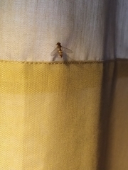 Episyrphus balteatus