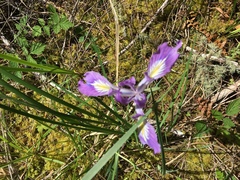 Iris tenax