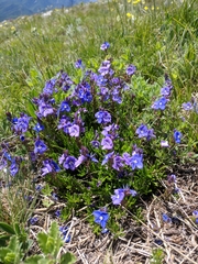 Veronica taurica