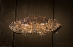 Scotocyma albinotata