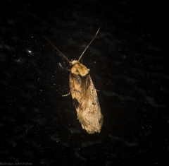 Elaeonoma deltacostamela