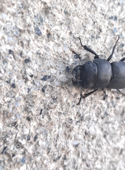 Dorcus parallelipipedus