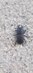 Dorcus parallelipipedus