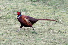 Phasianus colchicus