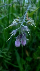 Symphytum officinale