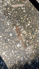 Podarcis muralis