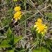 Field Fleawort - Photo (c) Богданович Светлана, some rights reserved (CC BY-NC), uploaded by Богданович Светлана
