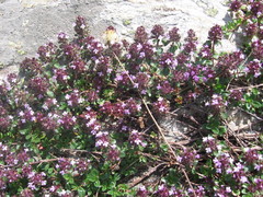 Thymus alpestris