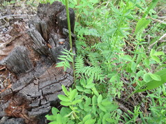 Polemonium acutiflorum