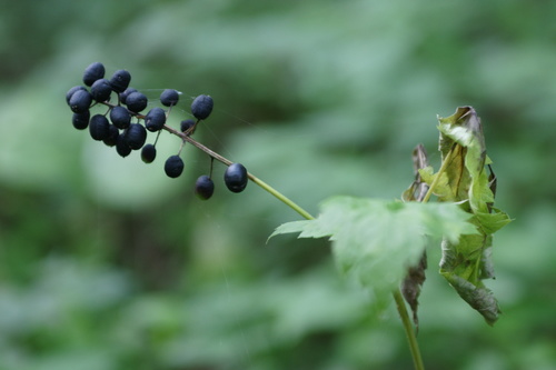 Baneberry (Actaea spicata)