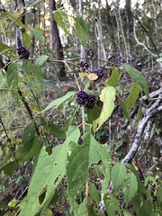 Callicarpa pedunculata