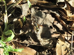 Sphiximorpha willistoni