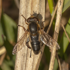 Anasimyia bilinearis