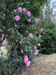 Rosa