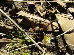 Sphiximorpha willistoni