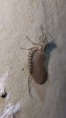 Siphlonurus alternatus