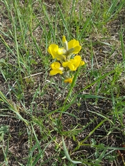 Thermopsis lanceolata