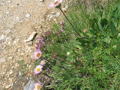 Erigeron uniflorus