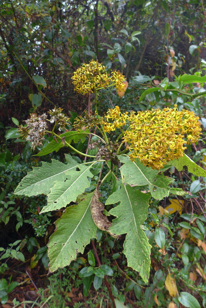 Jessea multivenia
