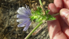 Cichorium endivia