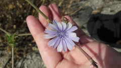Cichorium endivia