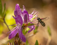 Megasyrphus laxus image