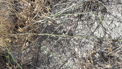 Polygonum equisetiforme