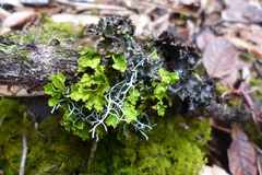 Crocodia