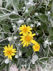Brachyglottis × jubar
