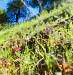 Trifolium willdenovii