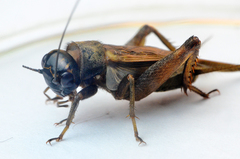 Eumodicogryllus