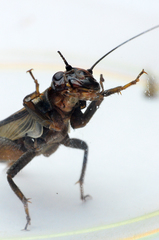 Eumodicogryllus