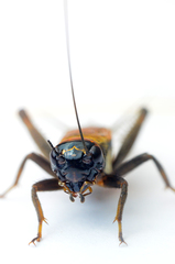 Eumodicogryllus