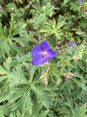 Geranium pratense