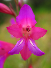 Gladiolus communis