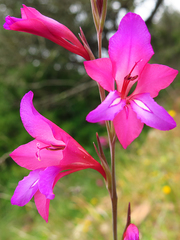 Gladiolus communis
