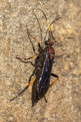 Ichneumon centrator
