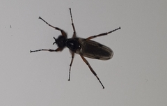 Bibio xanthopus