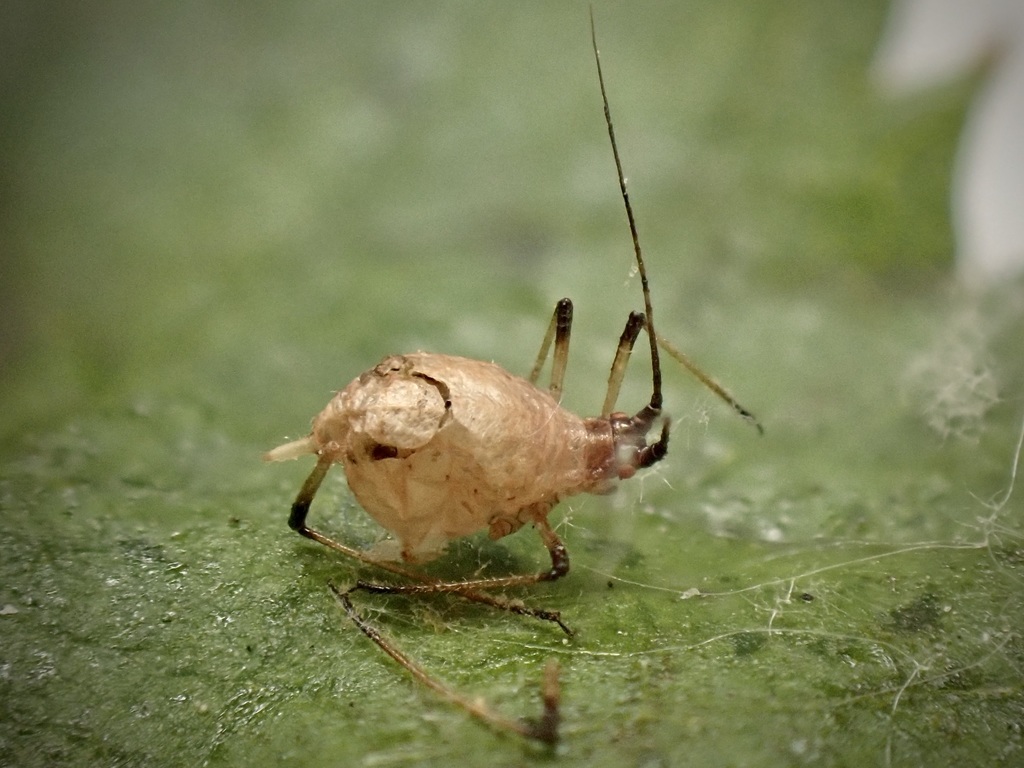 Aphidius